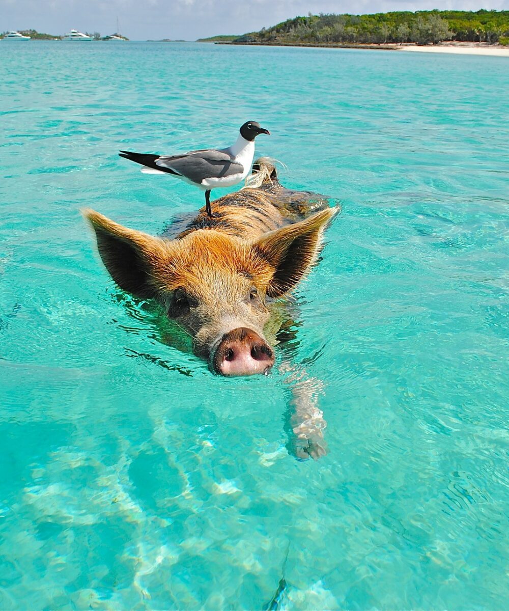 Swimming Pigs in Bahamas